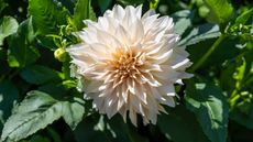 The apricot dinnerplate bloom of a Dahlia Cafe au Lait
