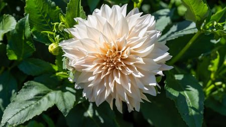 The apricot dinnerplate bloom of a Dahlia Cafe au Lait