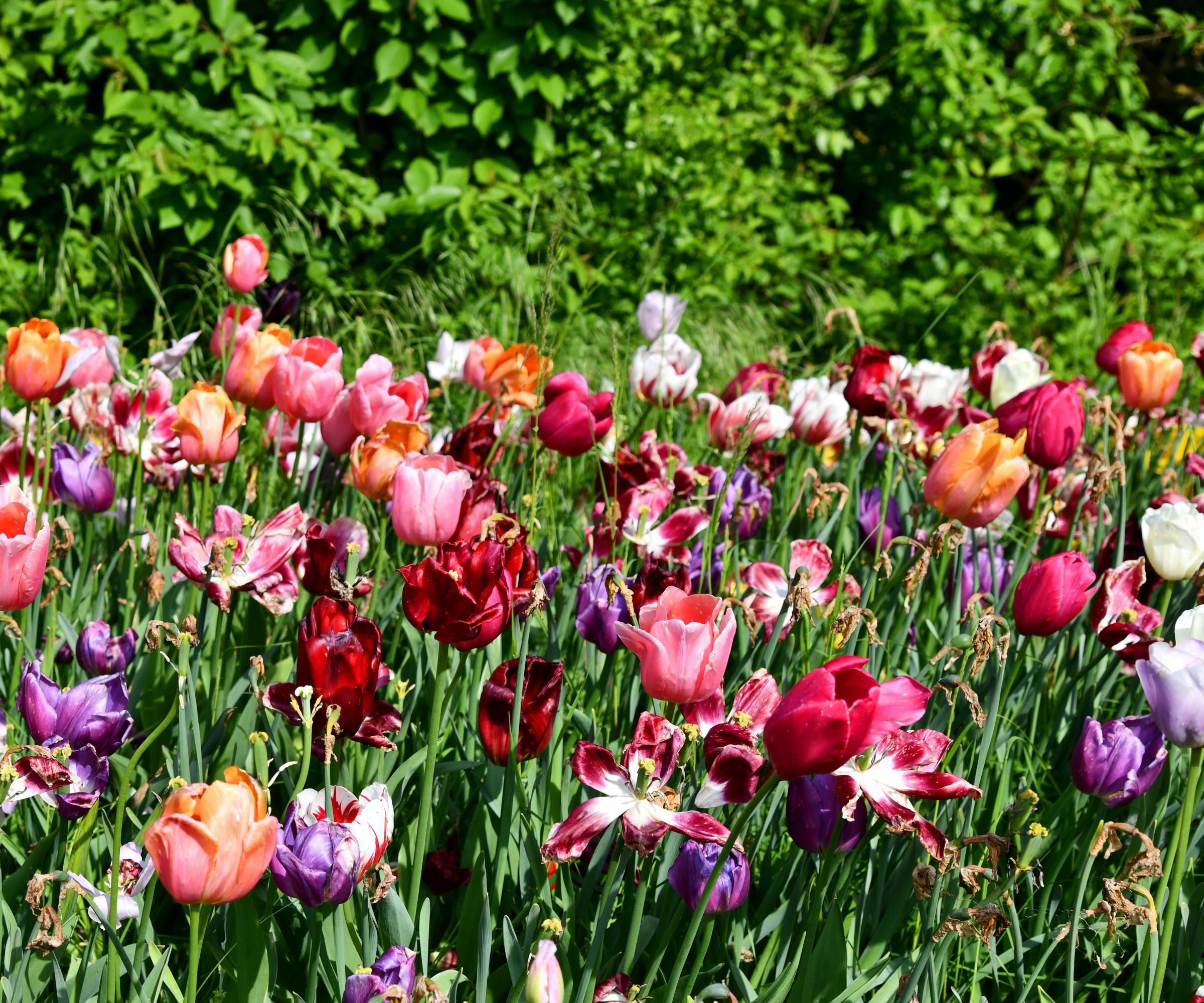 Tulip blooms in a mixture of colours