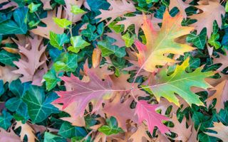 Changing leaves, fall, autumn