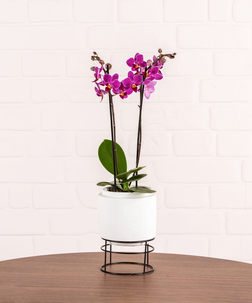 Orchid Care: Expert Growing Tips For These Indoor Blooms | Gardeningetc