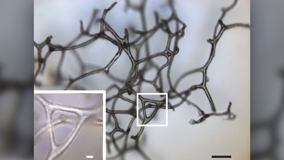 A three-dimensional fragment of a spongin skeleton from a modern keratosan sponge, illustrating its branching and network of fibers.