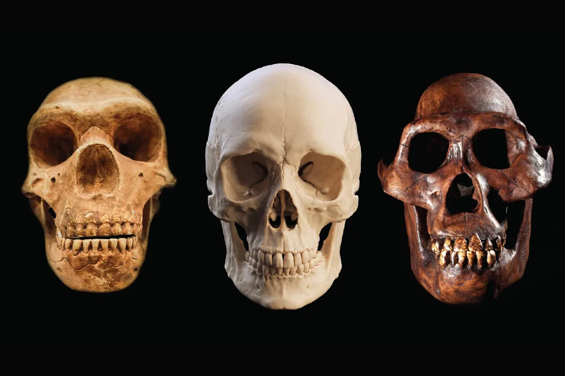 A series of three skulls, with a neanderthal skull on the left, human in the middle, and australopithecus afarensis on the right