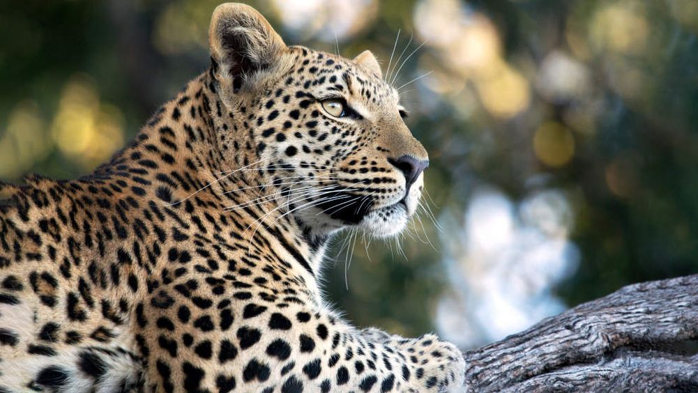 Leopard in a tree