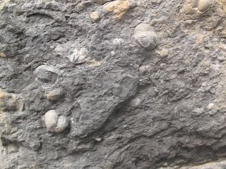 Bravaisberget, a mountain in southern Spitsbergen, contains the record of two mass extinctions from the Permian period. These seafloor shellfish were victims of the extinctions.