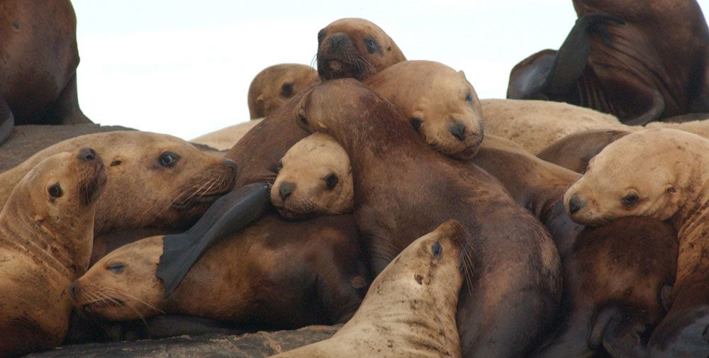 Eastern Steller sea lions.