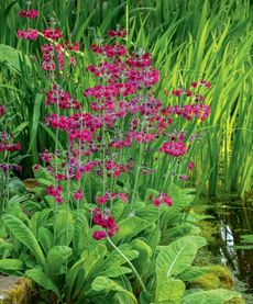 Primula pulverulenta lights up Morton Hall in Worcestershire. ©Clive Nichols