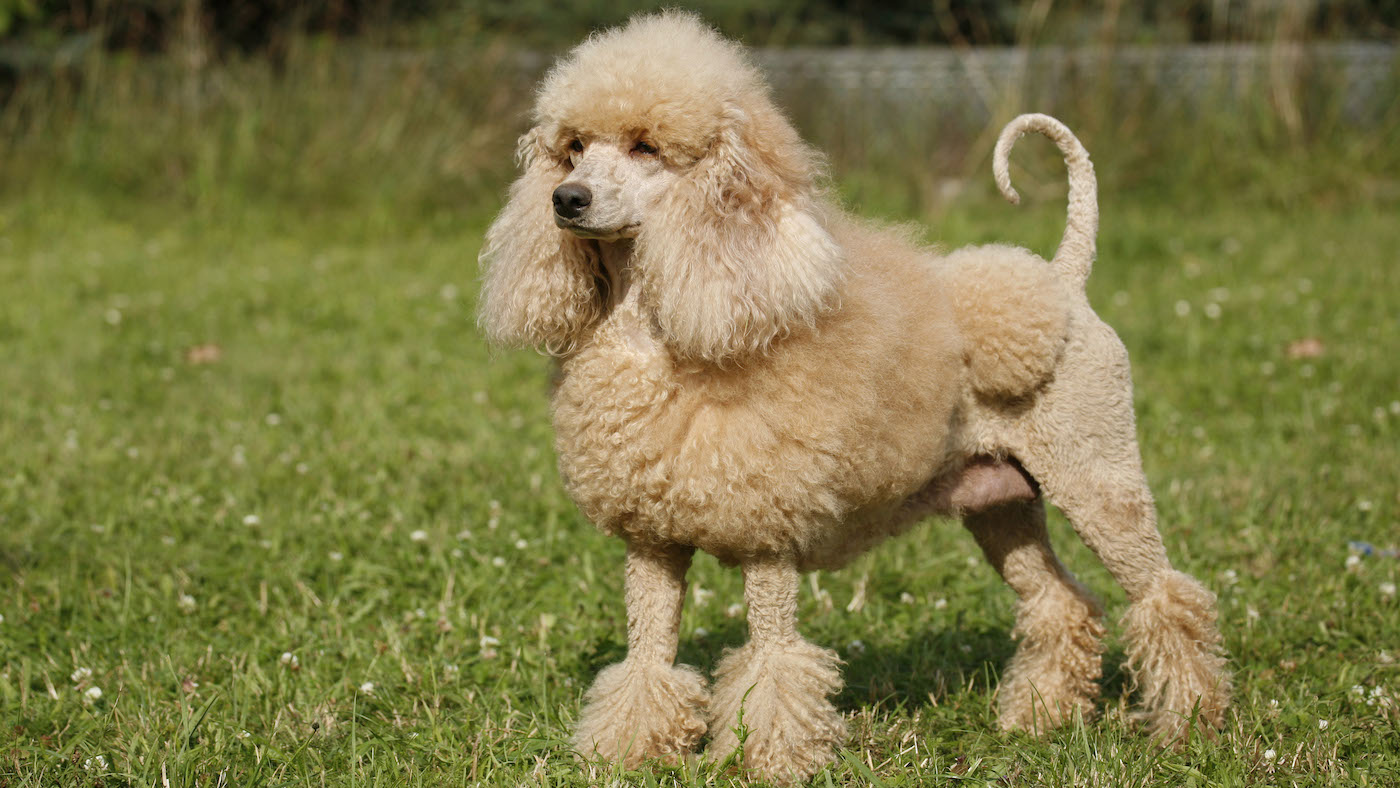 Poodle is the archetypal dog breed that doesn't shed