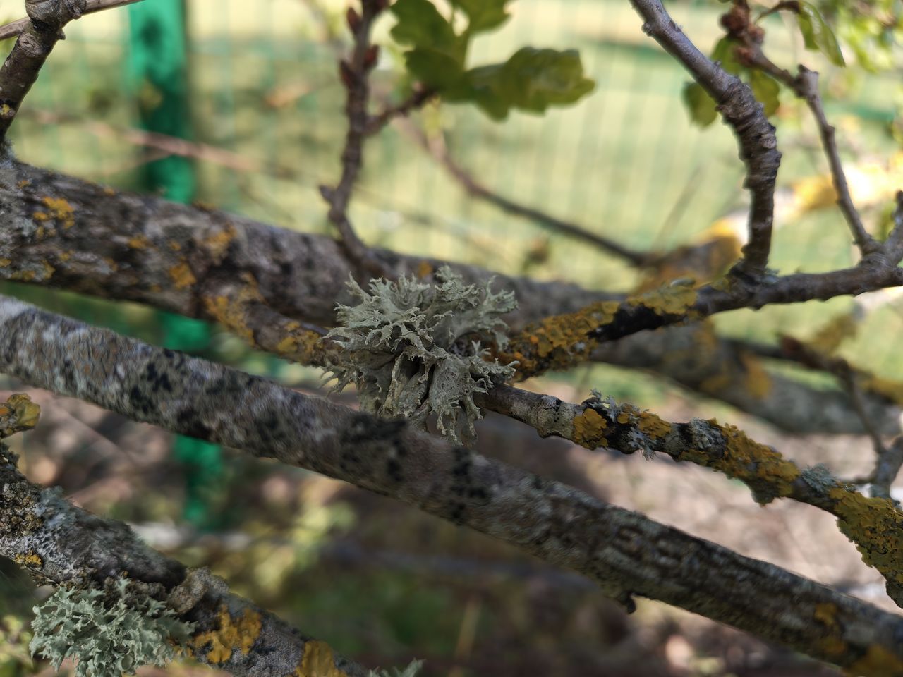 pixel 10 vs nothing phone 4a pro shootout macro