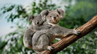 A mother koala with her baby on her back in a tree