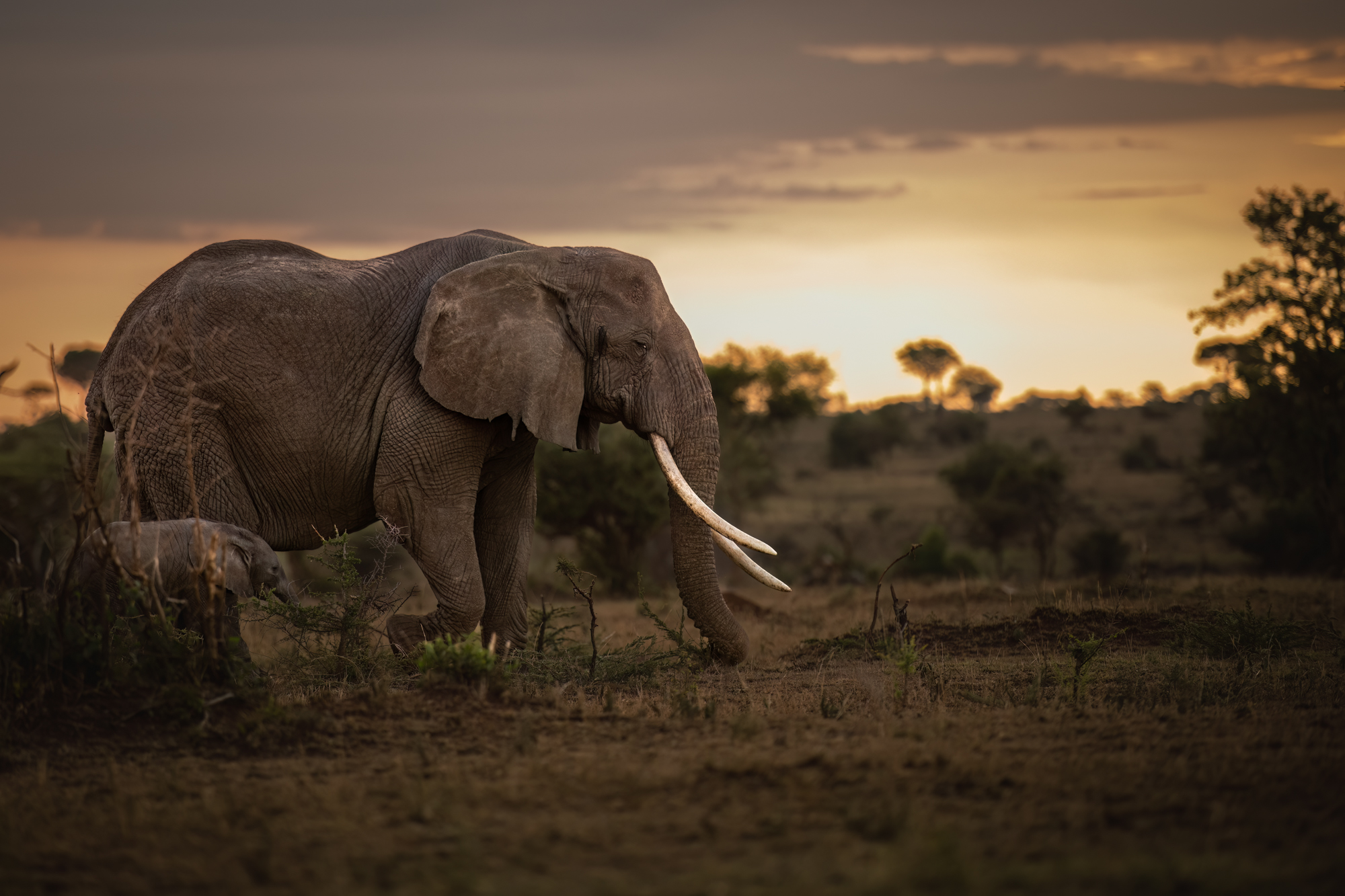 A large elephant with long tusks and a baby elephant walking through the African bush at sunset