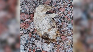 A mummified Adélie penguin chick's head in Antarctica.