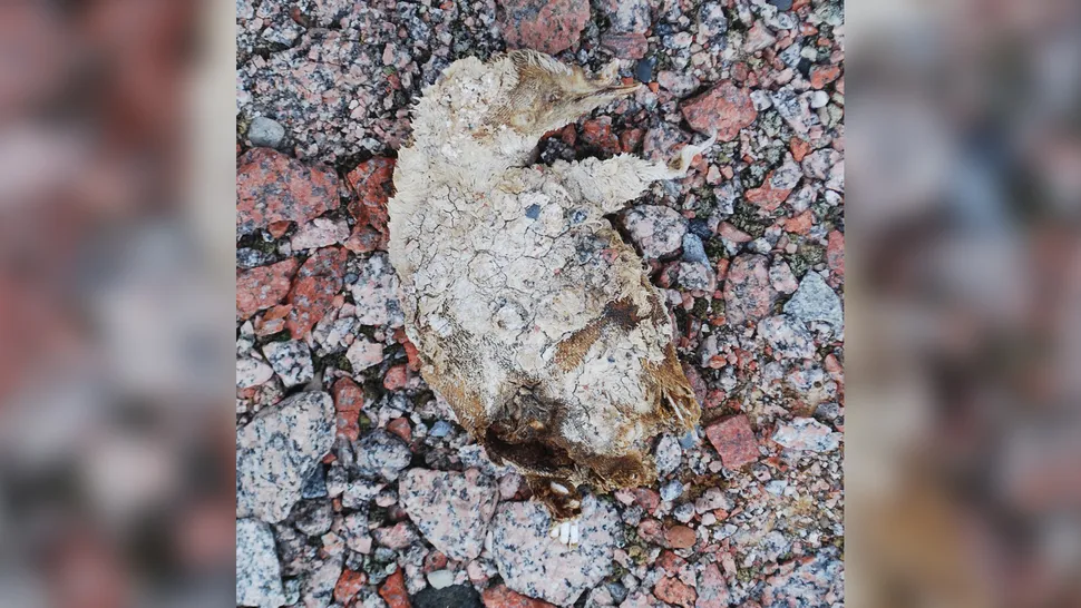 (جسم صغير البطريق الذي كان مدفونا تحت الجليد الذي ذاب مؤخرا في القارة القطبية الجنوبية)