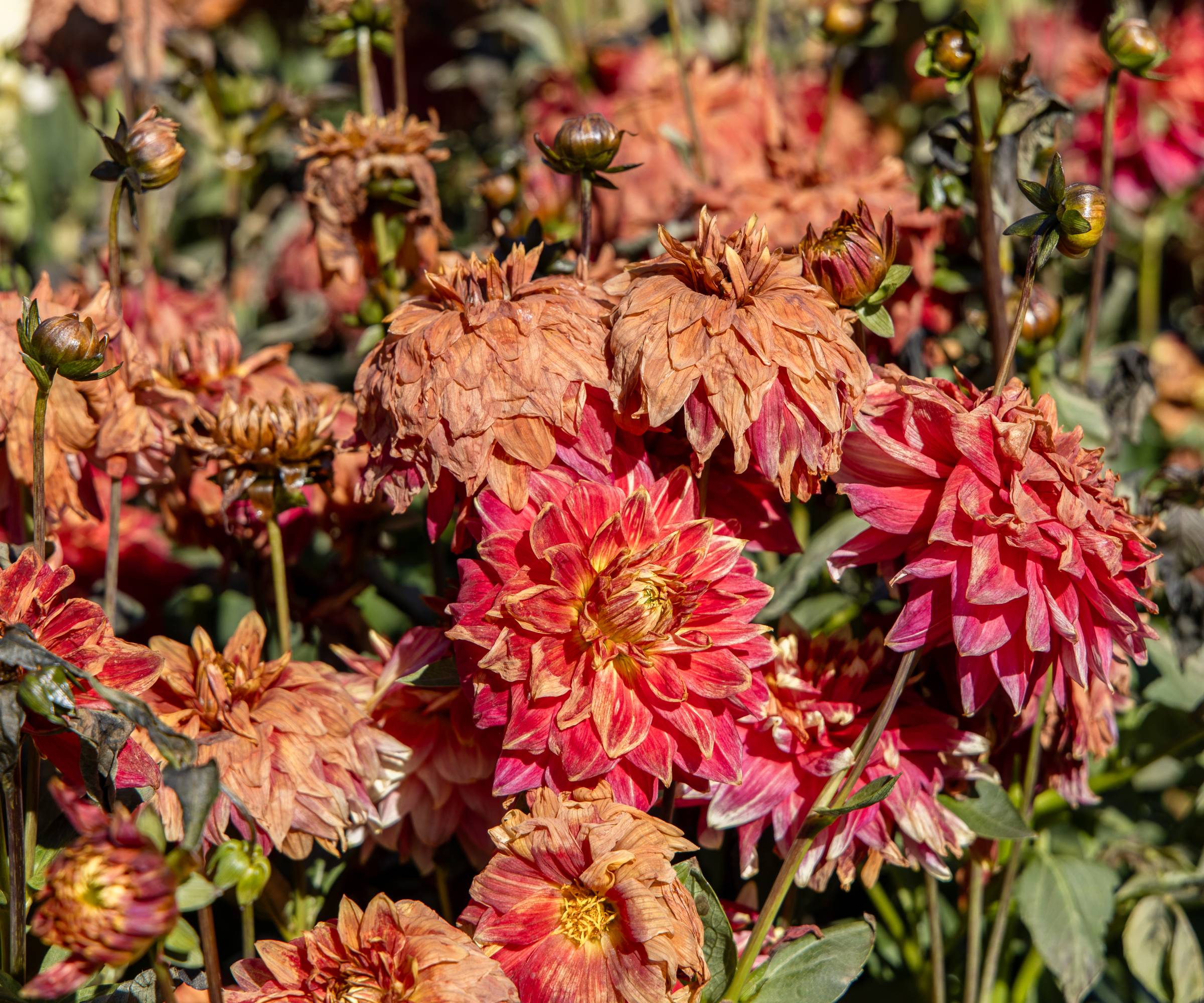 Dahlias wilting after a frost