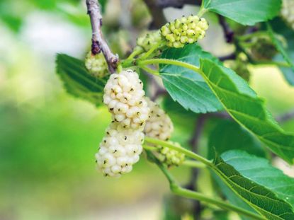 White Mulberries Information and Facts
