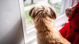 separation anxiety in dogs