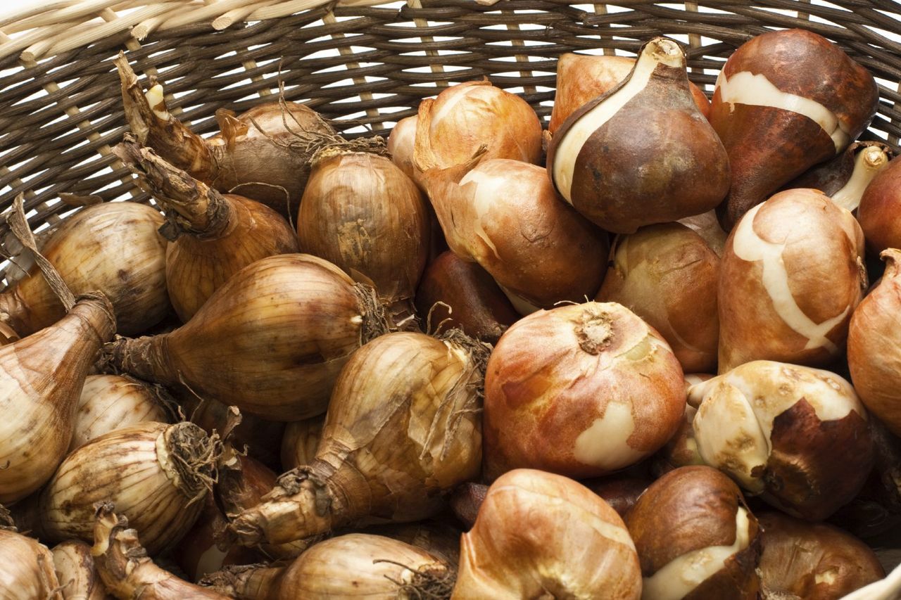 Basket Full Of Daffodil Bulbs