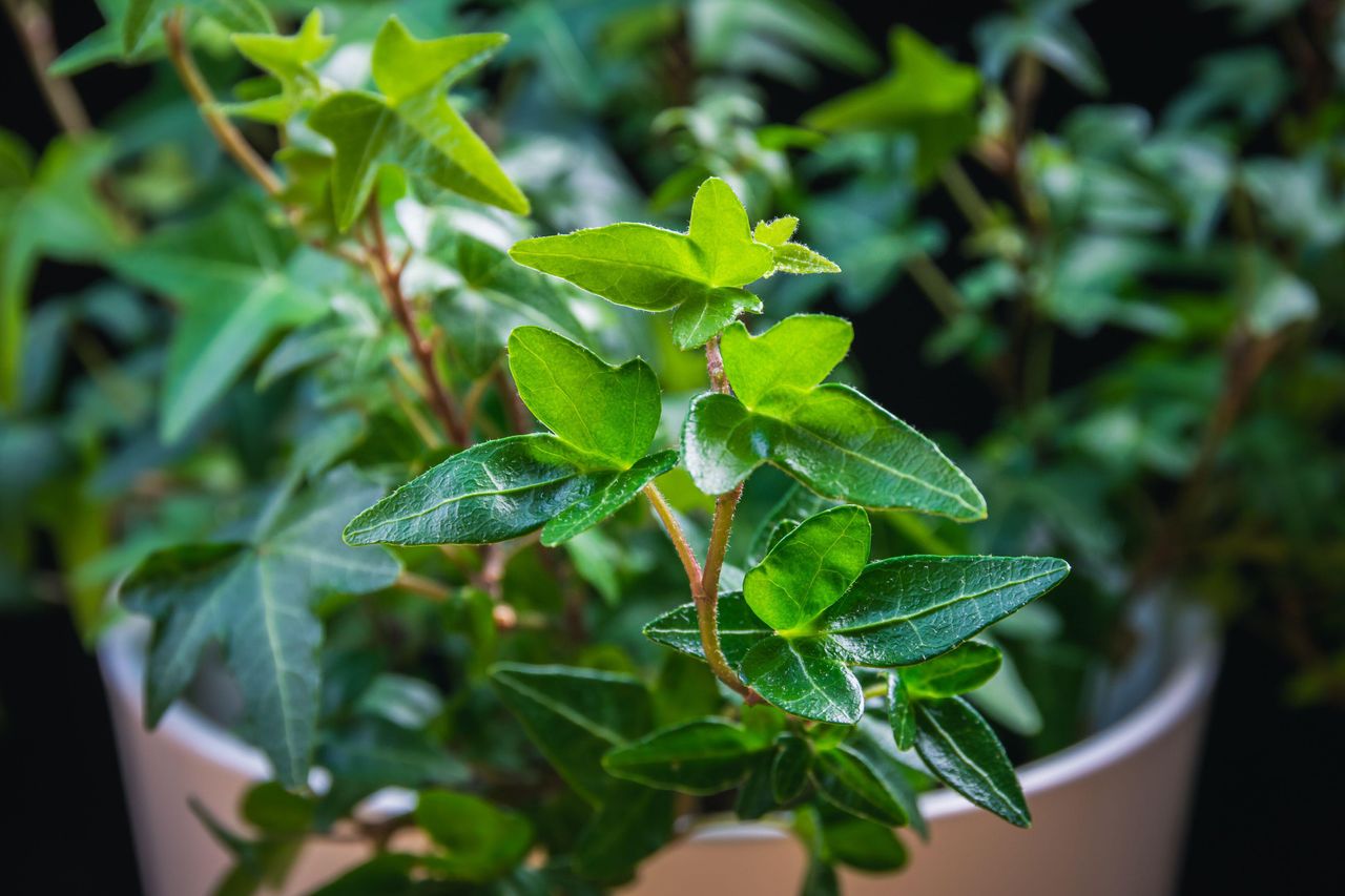 best-air-cleaning-indoor-plants-10-ways-to-keep-a-home-fresh-homes