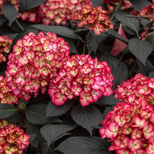 First Editions Eclipse Bigleaf Hydrangea