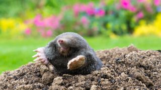 A mole which has emerged above ground in a yard