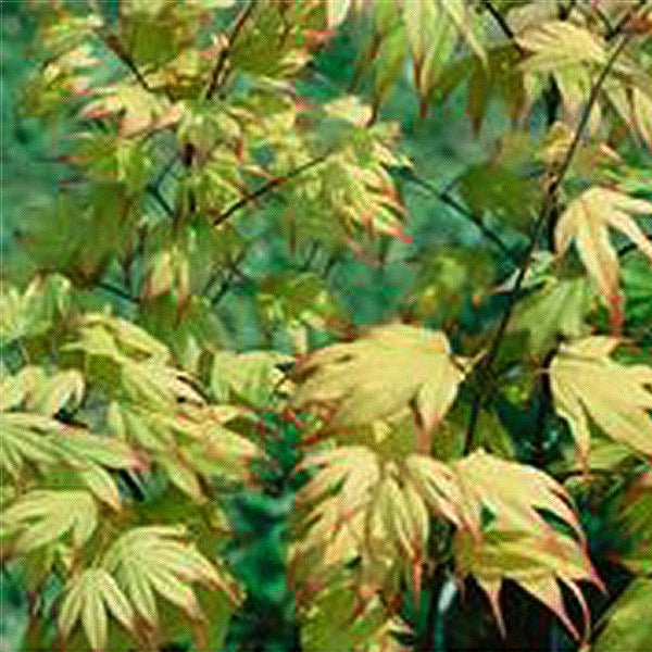 Tsuma Gaki Japanese Maple Tree