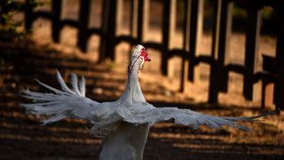 Bird flying outdoors in Kansas