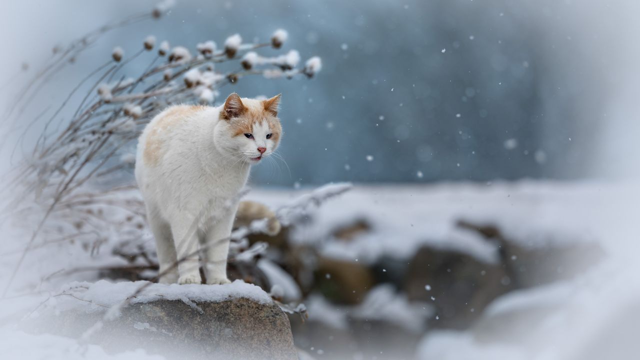 Cat stood on rock maid snowy landscape.