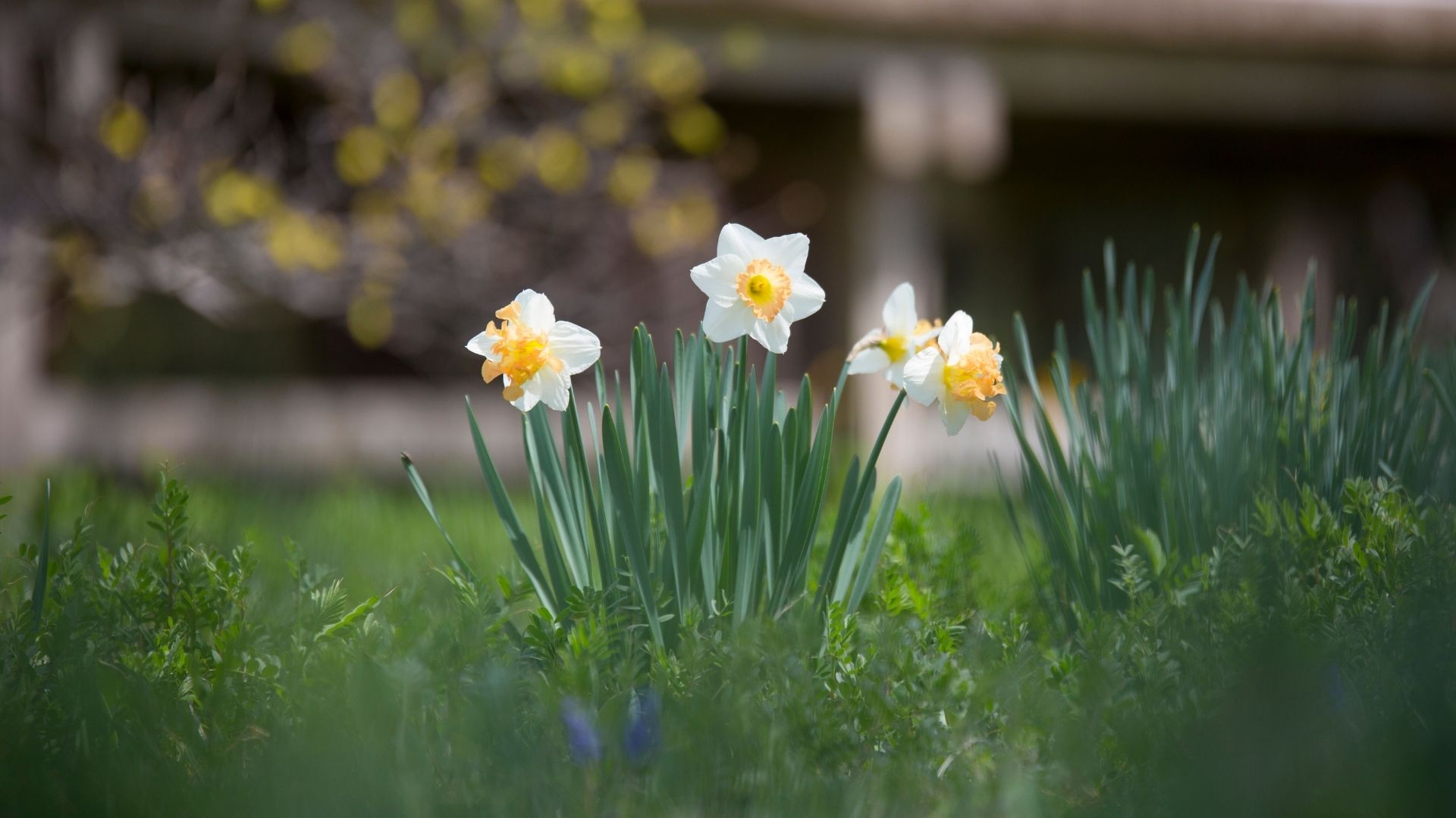 picture of daffodils growing up through the ground in spring
