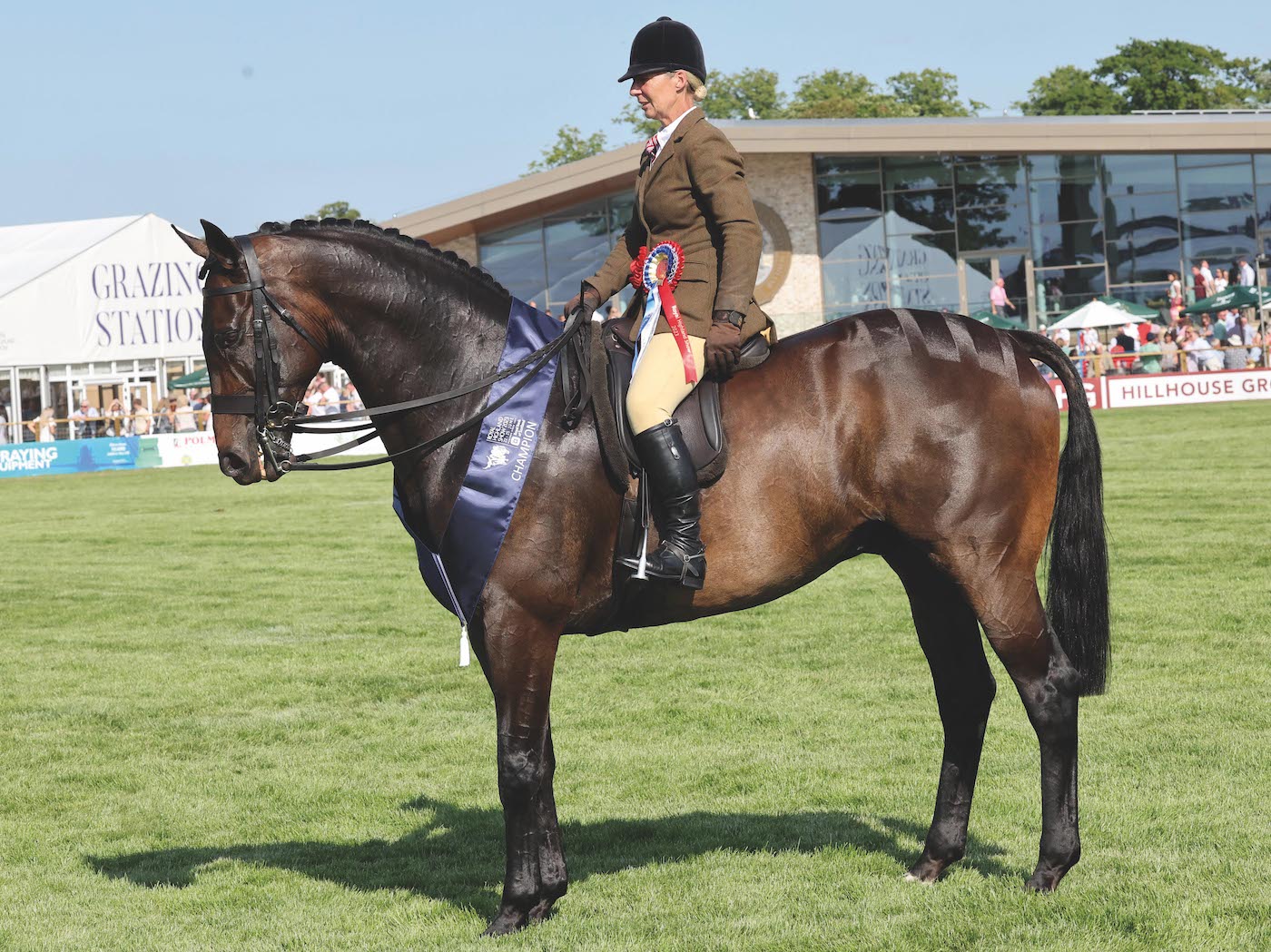 A well muscled racehorse that has been retrained for the show ring