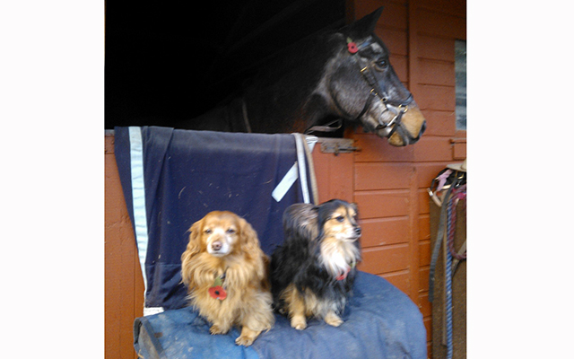 Prince, Sancho and Rufus
