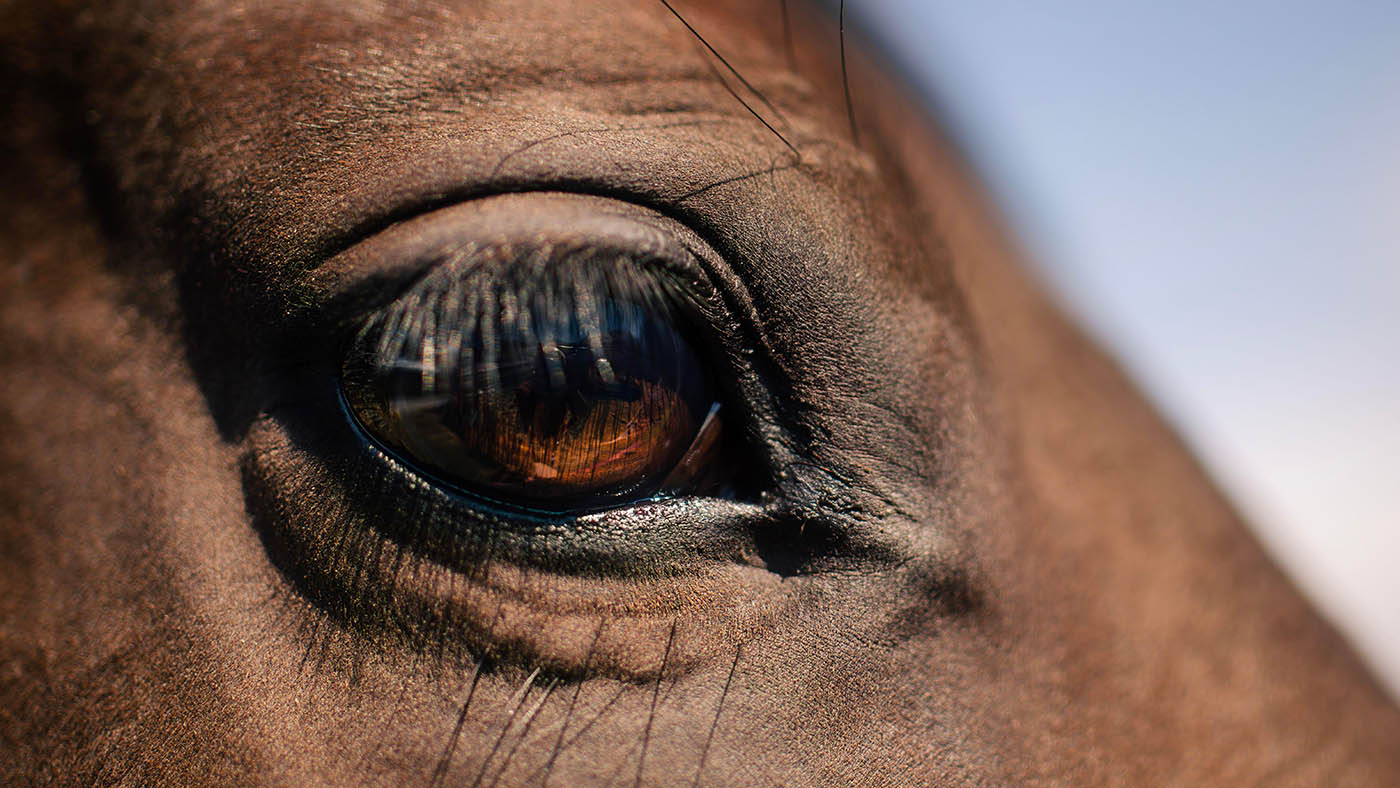 Close-up of eye of brown horse on sunny day.