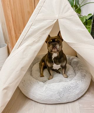 a dog in a homemade teepee in a living room