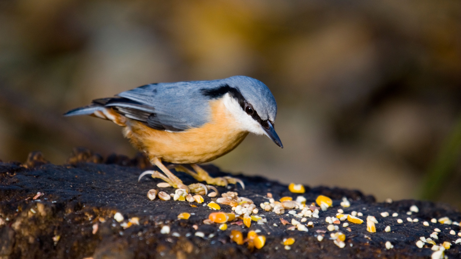 How to make a bird buffet
