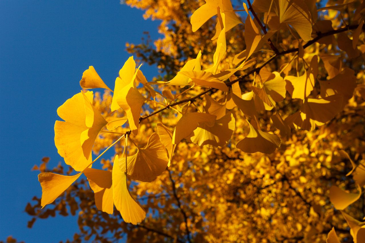 Leaves of a ginkgo tree in Autumn.