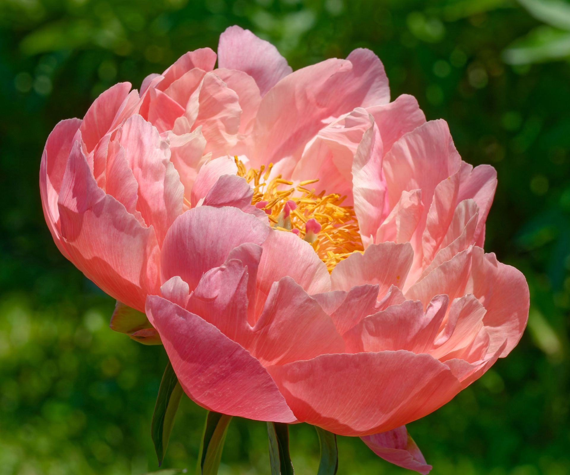 Coral Charm peony in full bloom