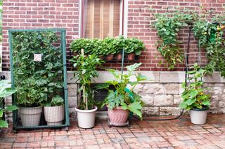 backyard garden with vertical gardening ideas