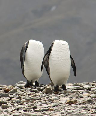 headless penguins
