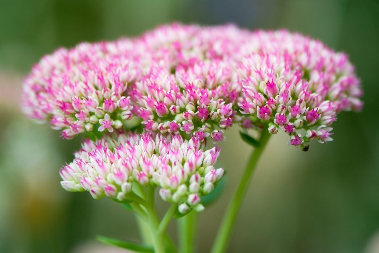 divide sedum