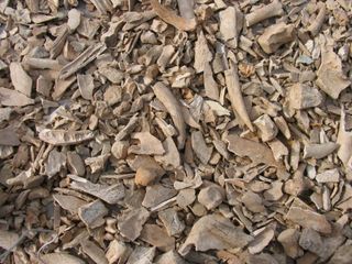 A ton of cattle bones from Corinth