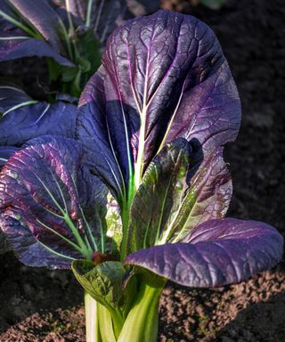pak choi Chinese Cabbage Red at harvest
