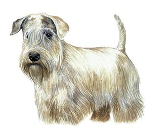 Sealyham terrier