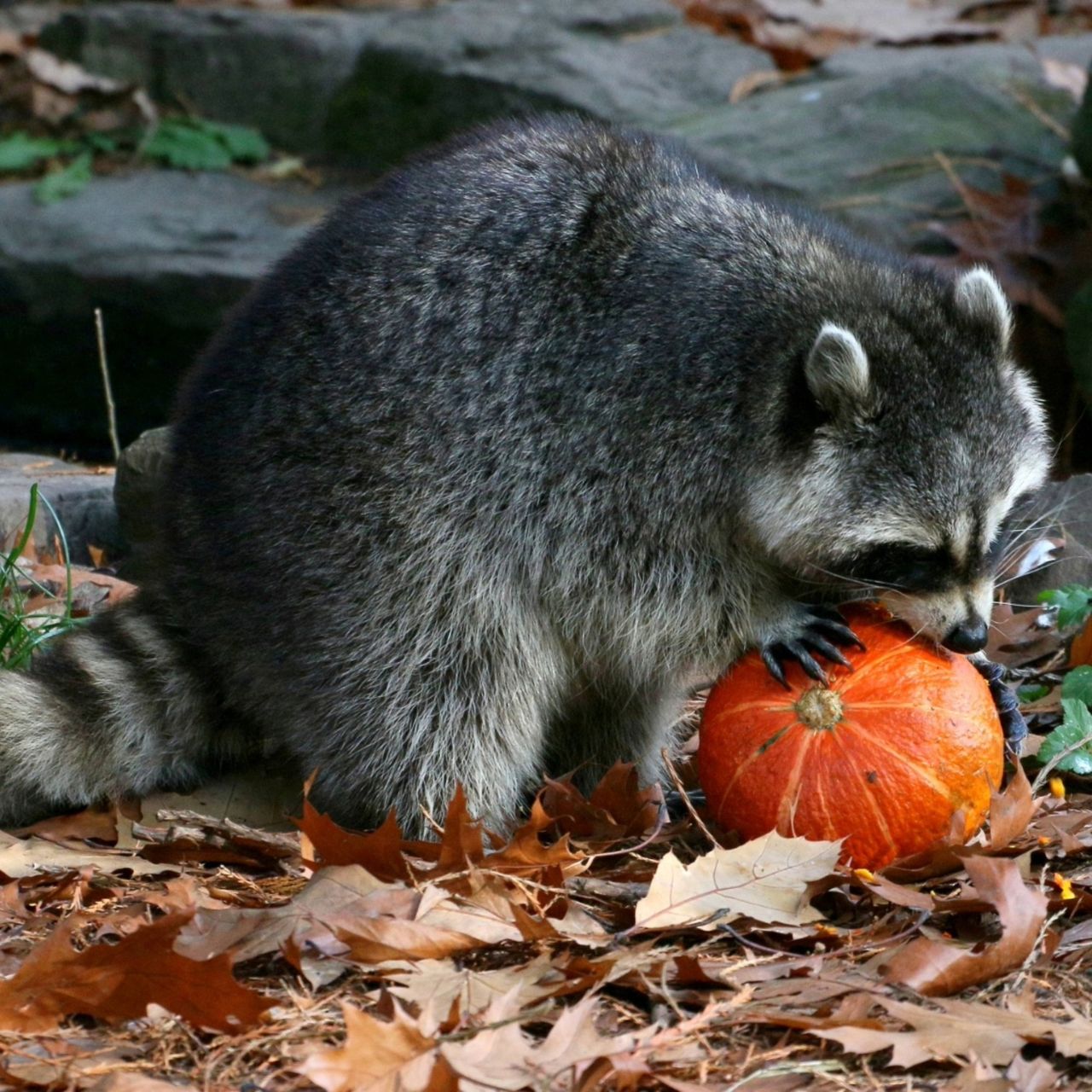 Raccoon eating pumpkin