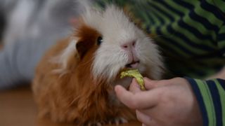 Child feeding guinea pig lettuce