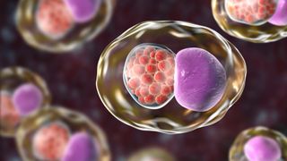 Illustration of Chlamydia bacteria