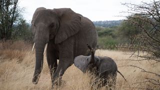 Elephant, Terrestrial animal, Elephants and Mammoths, Wildlife, Vertebrate, Mammal, African elephant, Indian elephant, Safari, Tusk,
