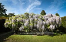 Wisteria floribunda 'Macrobotrys' tree in bloom at Exbury Gardens, Hampshire. Credit: Alamy