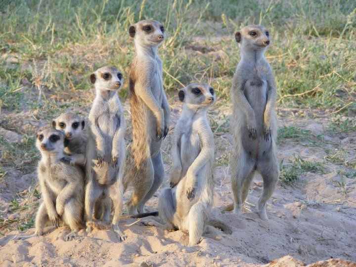 meerkats