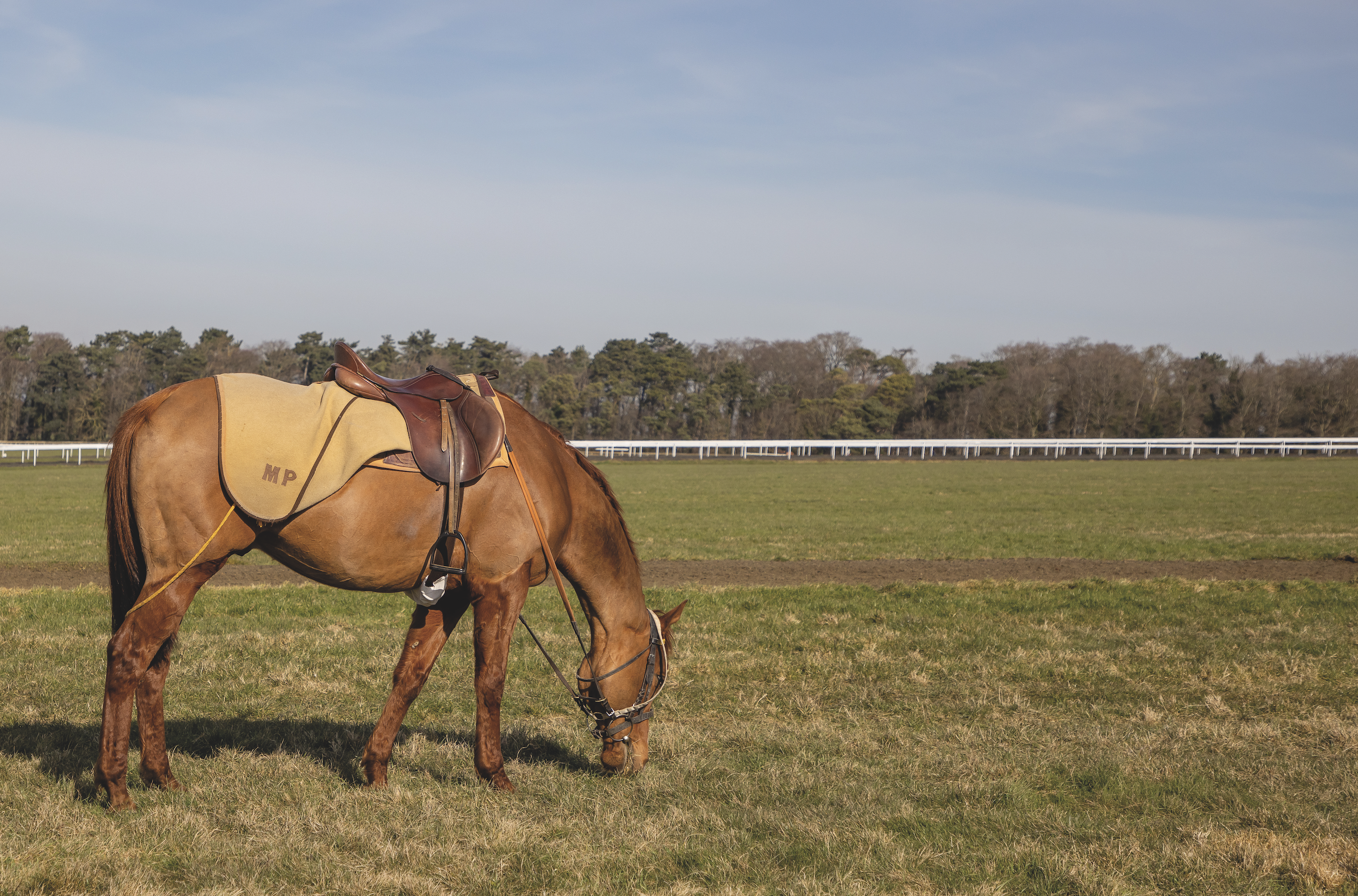 The yard hack enjoys some grazing on Warren Hill.