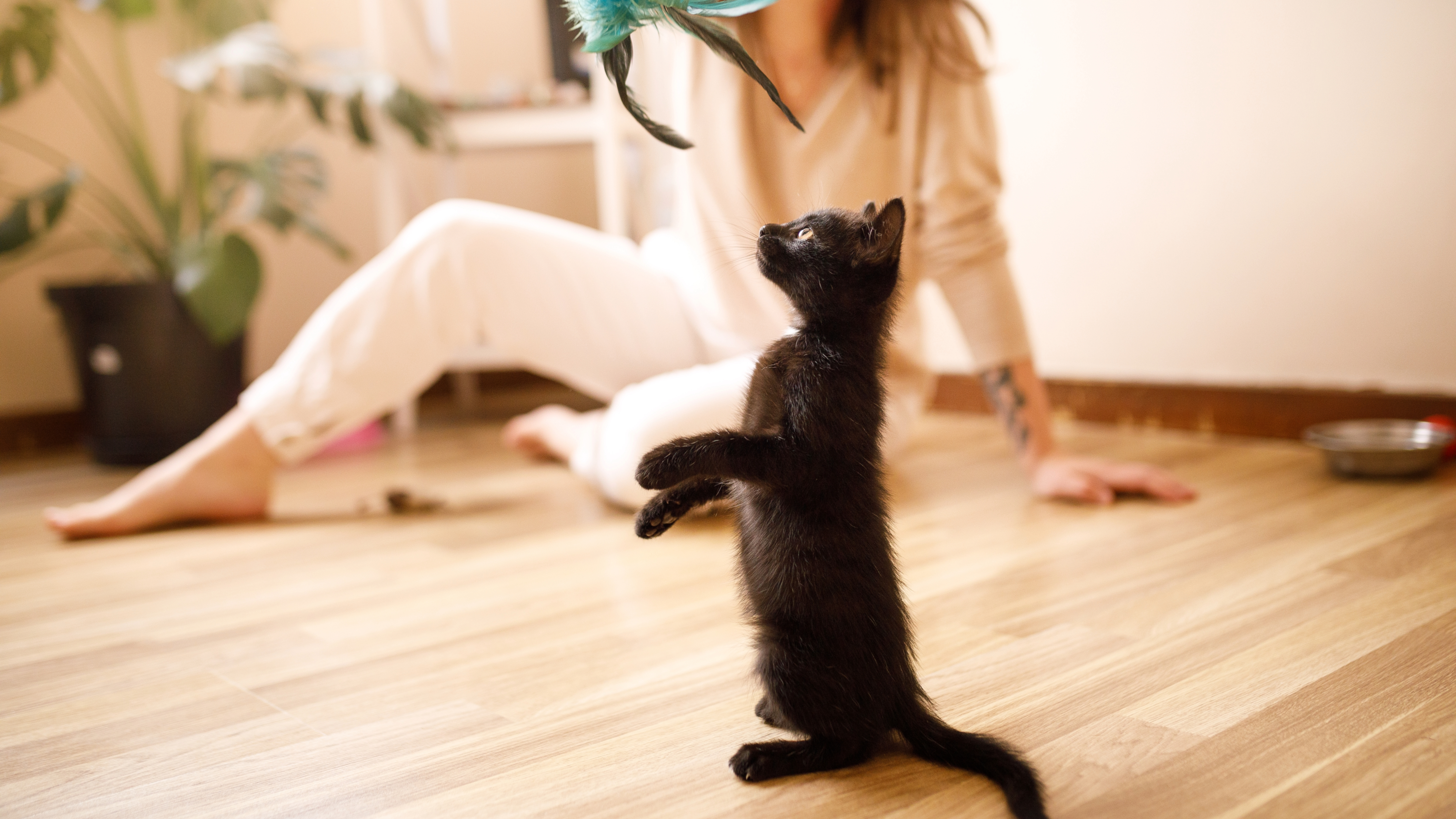 Woman playing with black kitten