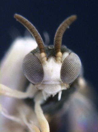 An image of a parasitic wasp that uses other ants to care for its eggs.